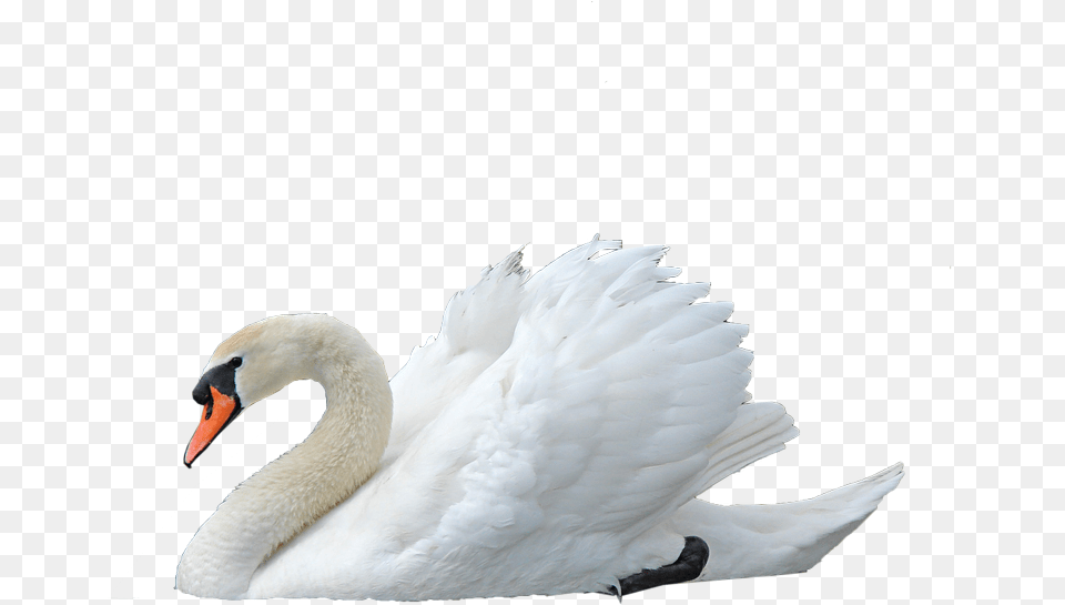 Swan Image Swan, Animal, Bird Free Transparent Png