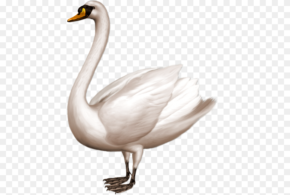 Swan Transparent Swan, Animal, Bird, Waterfowl Png Image