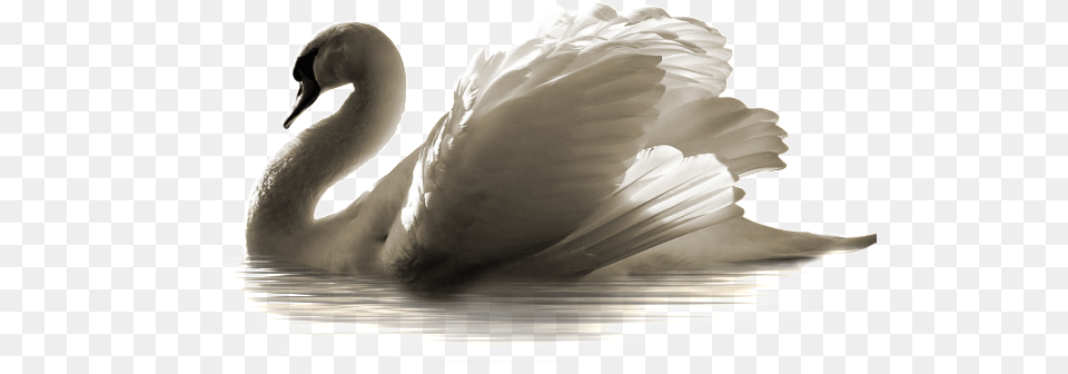 Swan Swan, Animal, Bird, Person Free Transparent Png