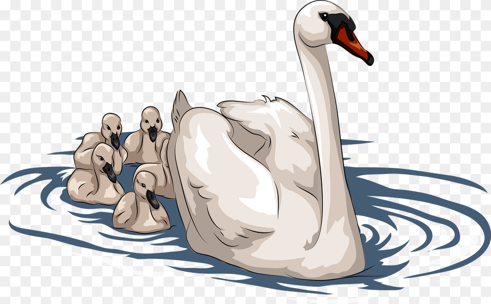 Swan With Cygnets Clipart, Animal, Bird, Person, Face Free Transparent Png