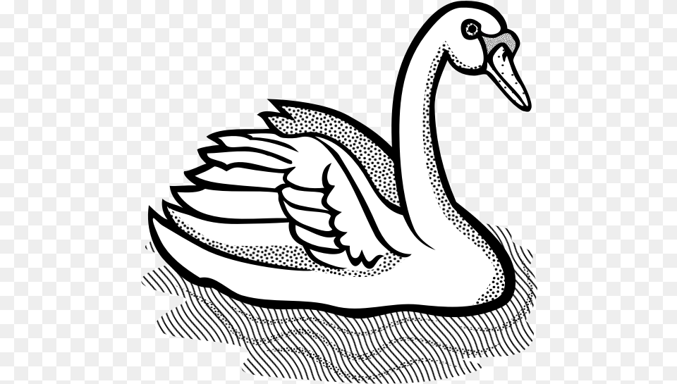 Swan With Part Spotty Feathers In Water Vector Clipart Black And White Swan, Adult, Female, Person, Woman Free Png Download