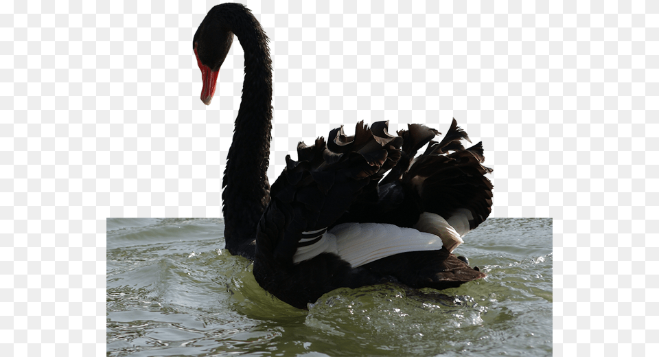 Swans, Animal, Bird, Swan, Waterfowl Free Png Download