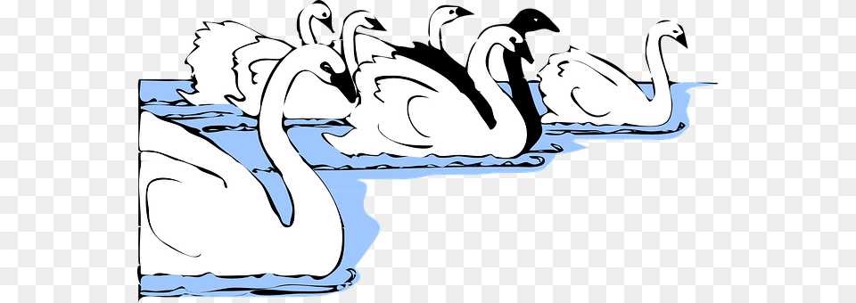 Swans Animal, Bird, Swan, Baby Free Png