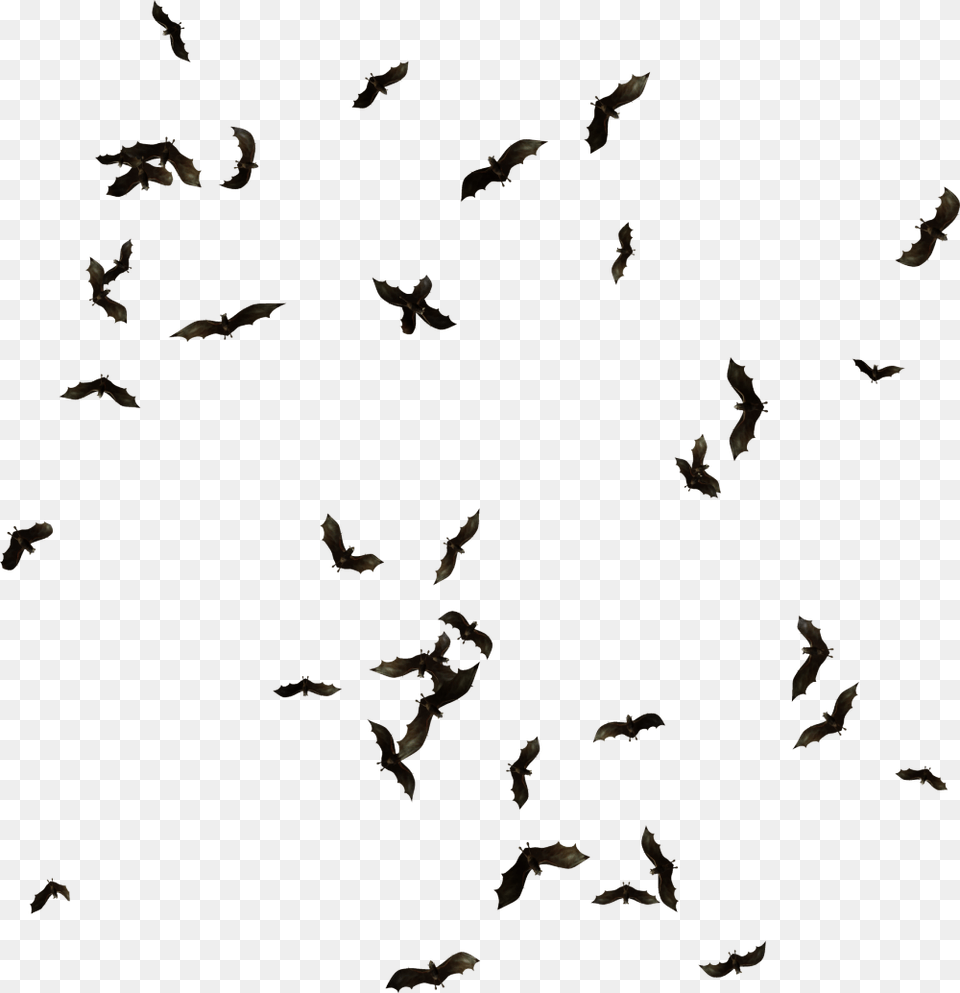 Swarm Of Bats Clipart Download Swarm Of Bats, Animal, Bird, Flock, Flying Png