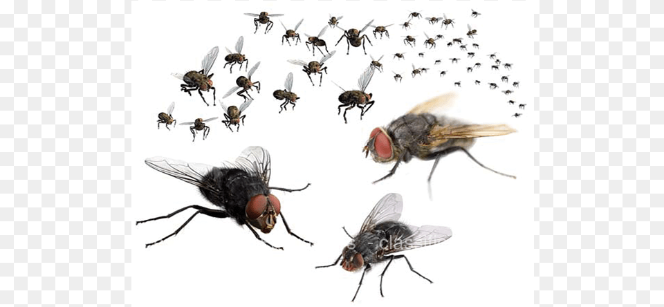 Swarm Of Flies, Animal, Fly, Insect, Invertebrate Free Png