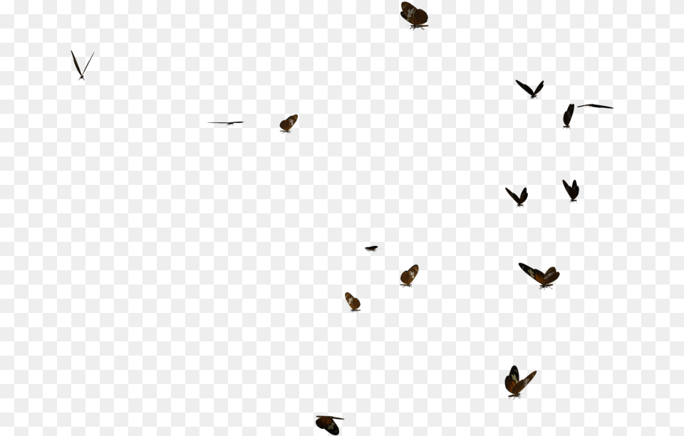 Swarm Of Postman Butterflies By Madetobeunique Flock, Animal, Bird, Flying, Bee Png Image