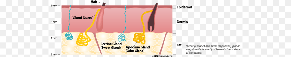 Sweat Gland Diagram Does Sweating Work Png Image