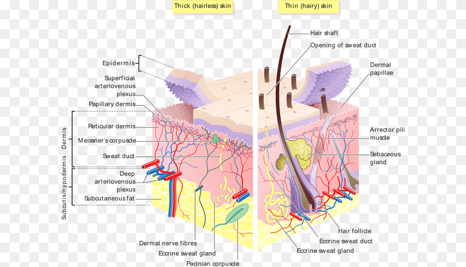 Sweat Is Mostly Water With Wee Amount Of Minerals Hair Follicle And Sebaceous Glands, Chart, Plot Png