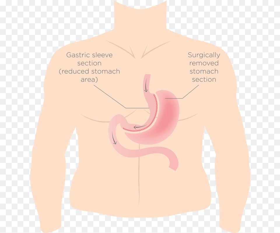 Sweatshirt, Body Part, Stomach, Adult, Male Free Png