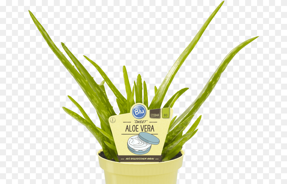 Sweet Aloe Vera Aloe Vera Sweet Rezepte, Plant Free Png