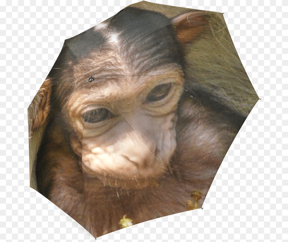 Sweet Baby Monkey Foldable Umbrella Common Chimpanzee, Person, Animal, Mammal, Wildlife Free Png Download