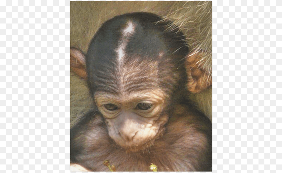Sweet Baby Monkey Poster 20 X24 Common Chimpanzee, Animal, Mammal, Wildlife, Ape Free Png