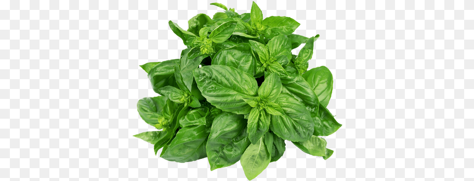 Sweet Basil 2 Basil Leaves, Herbs, Plant, Herbal, Food Png