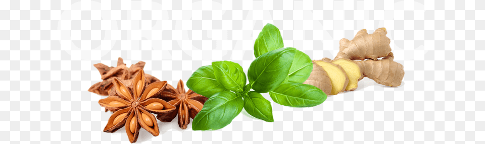 Sweet Basil Ocimum Basilicum The Essential Oil, Food, Anise, Spice, Plant Png Image