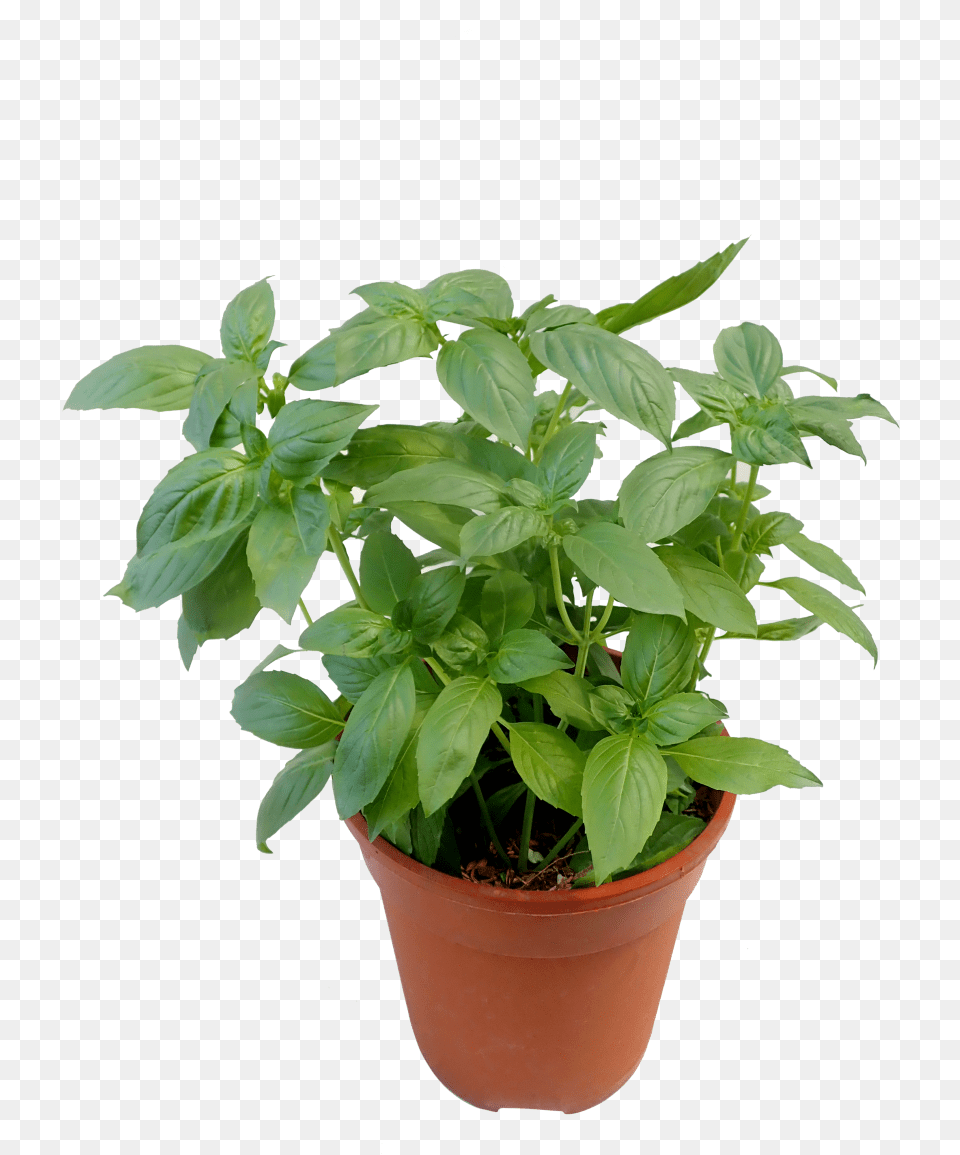 Sweet Basil Sweet Basil Plant, Herbs, Leaf, Mint, Herbal Free Png Download