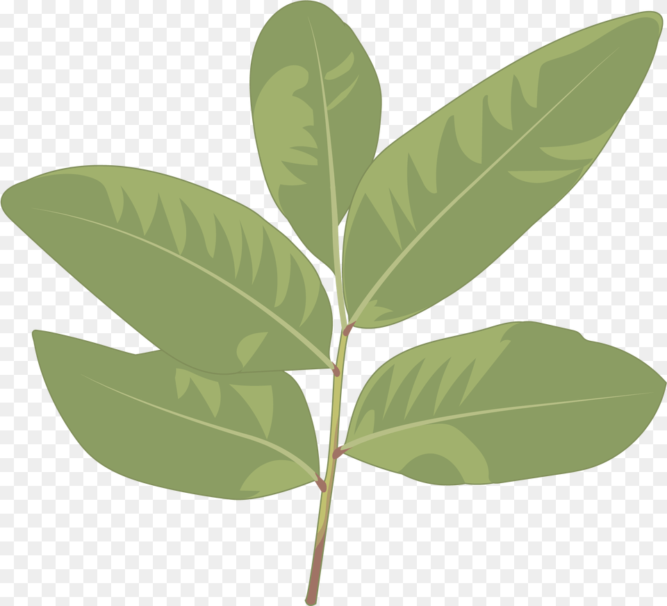 Sweet Birch, Leaf, Plant, Tree, Animal Free Transparent Png
