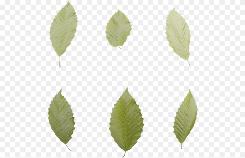 Sweet Birch, Leaf, Plant Free Png Download
