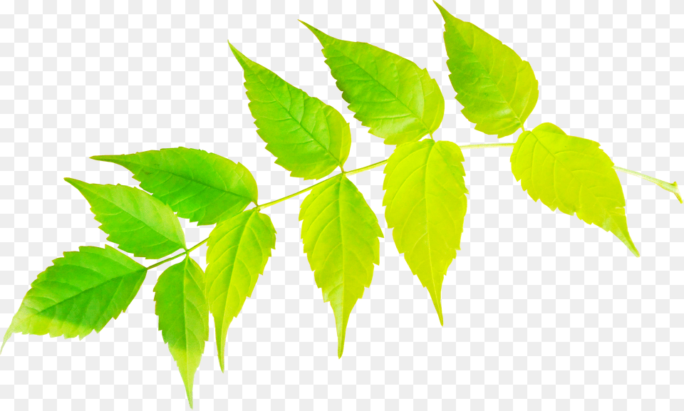 Sweet Birch, Herbal, Herbs, Leaf, Plant Png