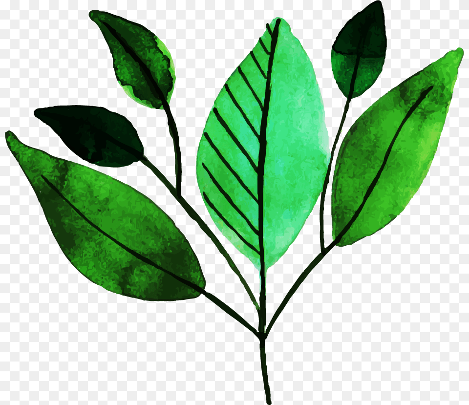 Sweet Birch, Herbal, Herbs, Leaf, Plant Free Transparent Png