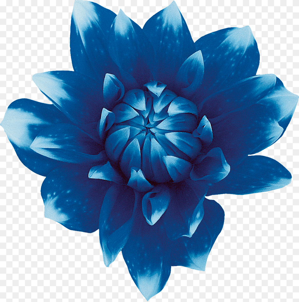 Sweet Blue Flowers Sweet Blue Flowers Red Blue Flower No Background, Dahlia, Plant, Rose Free Transparent Png