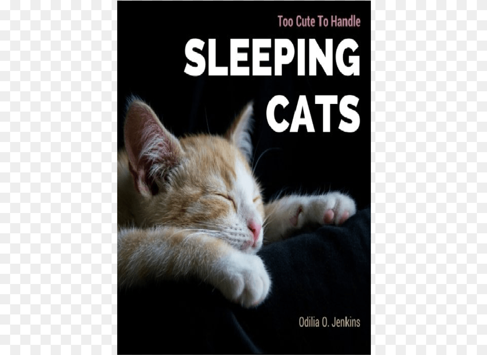 Sweet Cats Quotes, Animal, Cat, Kitten, Mammal Png Image