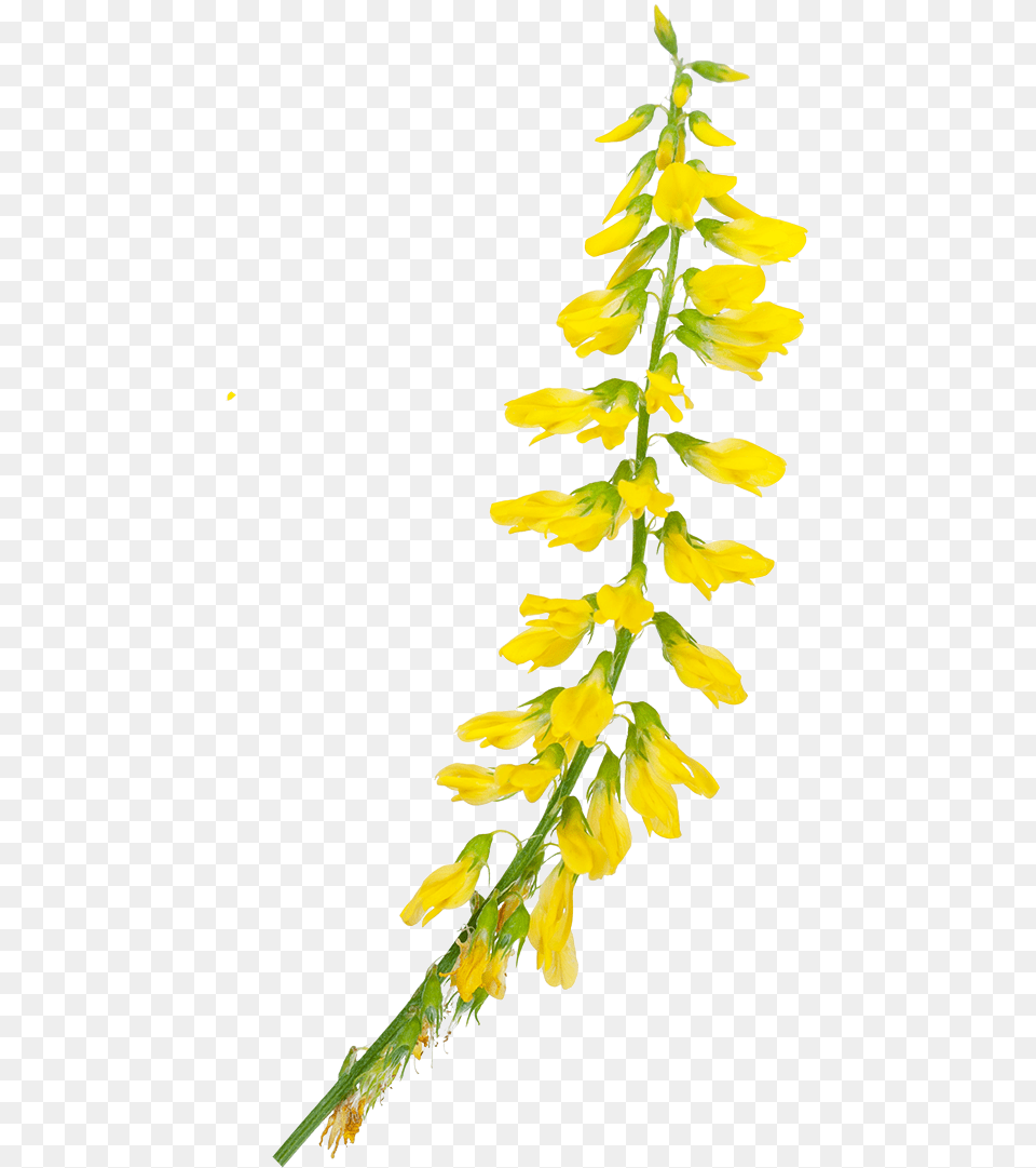 Sweet Clover, Flower, Leaf, Petal, Plant Png Image