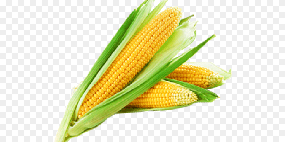 Sweet Corn, Food, Grain, Plant, Produce Png Image