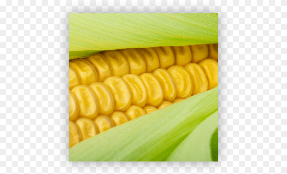 Sweet Corn Colorfulness, Food, Grain, Plant, Produce Free Transparent Png