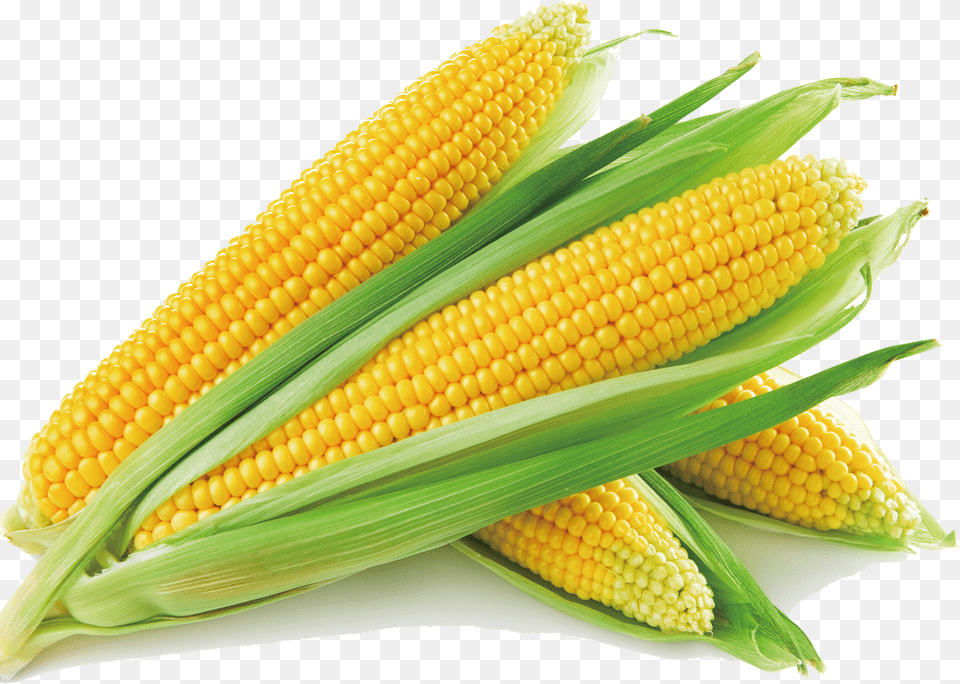 Sweet Corn Corn On The Cob Corn Soup Maize Vegetable Corn Png