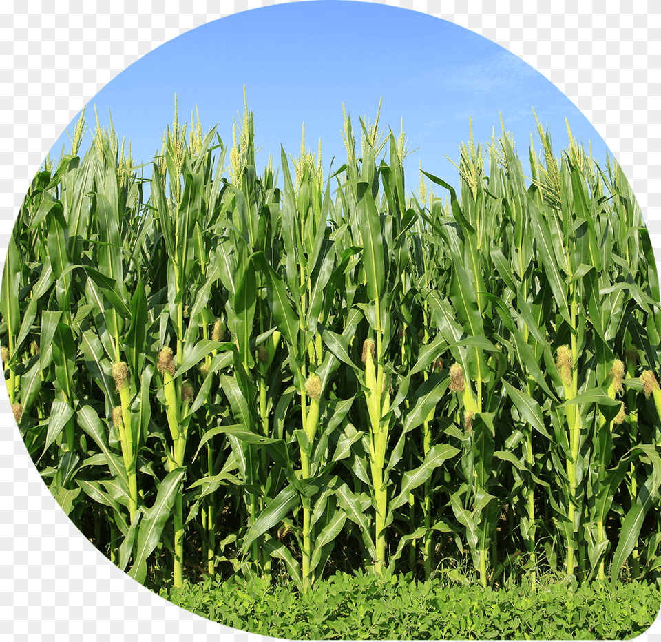 Sweet Corn Crop, Plant, Agriculture, Countryside, Field Free Png