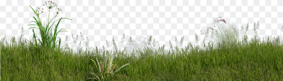Sweet Grass, Plant, Reed, Vegetation, Field Png