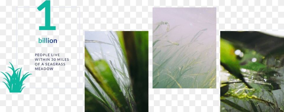 Sweet Grass, Art, Collage, Plant, Vegetation Png Image