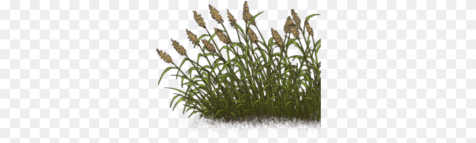 Sweet Grass, Plant, Reed, Vegetation Free Transparent Png