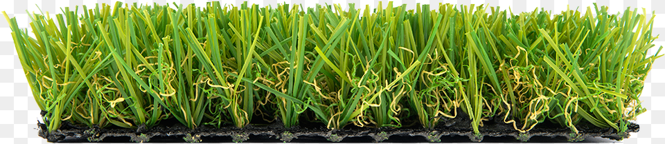 Sweet Grass, Plant, Vegetation, Lawn, Field Png