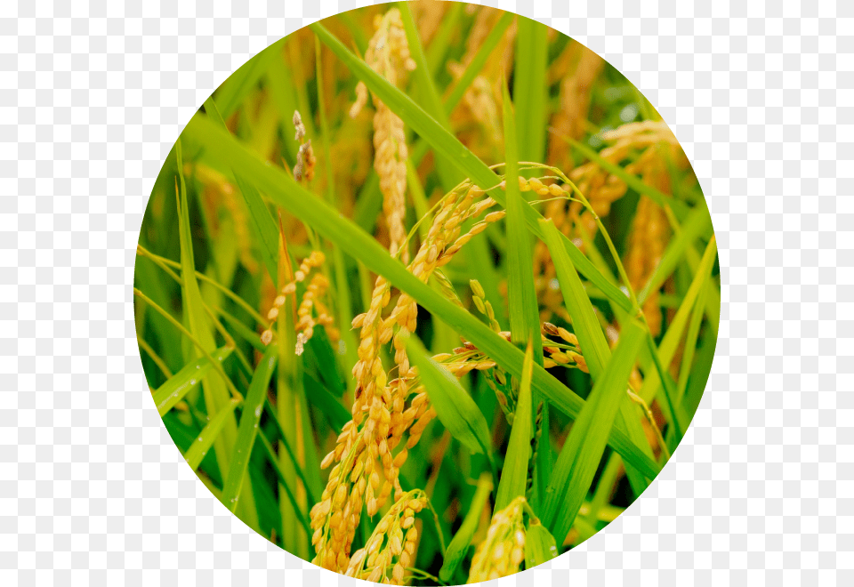 Sweet Grass, Field, Plant, Vegetation, Nature Free Png