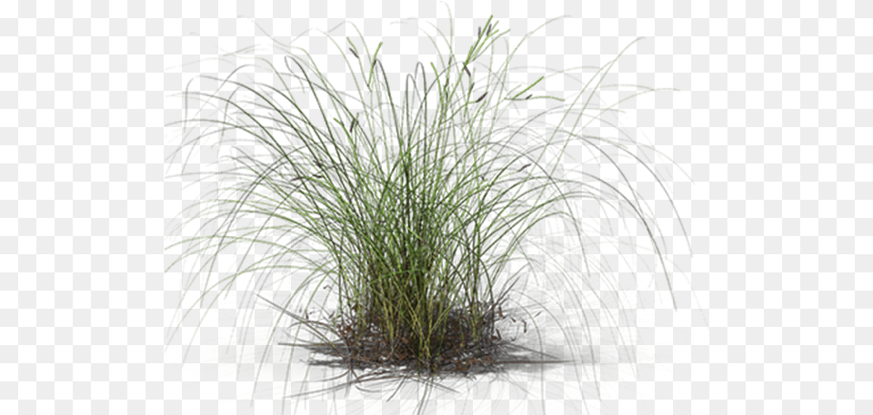 Sweet Grass, Plant, Vegetation Free Transparent Png