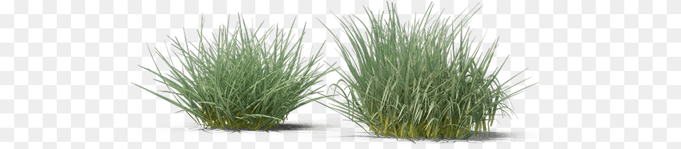 Sweet Grass, Plant, Vegetation, Agropyron Png Image