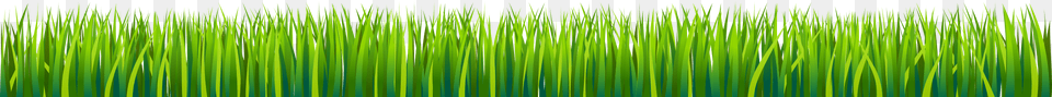 Sweet Grass, Green, Plant, Texture, Reed Png