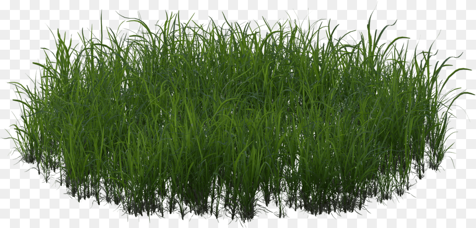 Sweet Grass, Plant, Vegetation Png Image