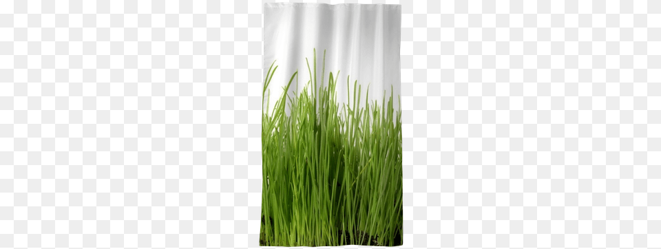 Sweet Grass, Lawn, Plant, Vegetation, Potted Plant Free Transparent Png