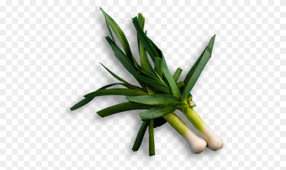 Sweet Grass, Food, Plant, Produce, Leek Png Image