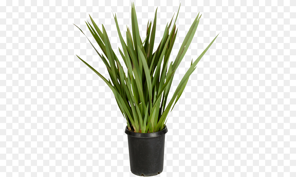Sweet Grass, Plant, Aloe Free Png