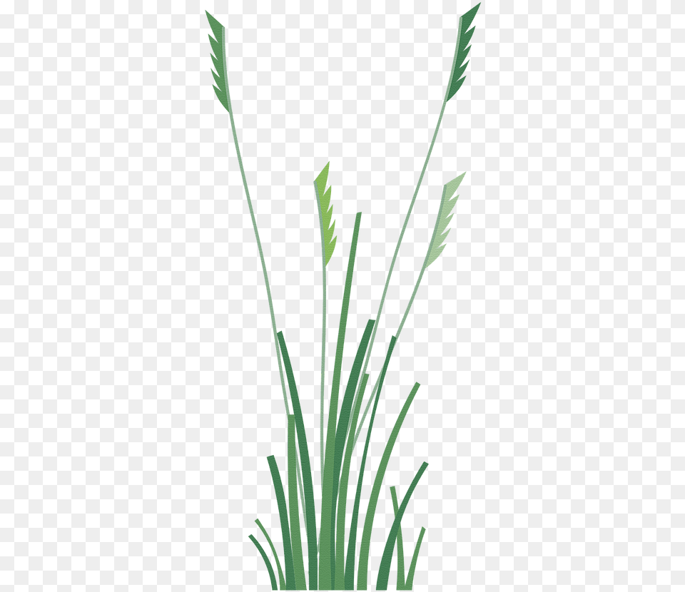 Sweet Grass, Plant, Agropyron, Reed Png Image