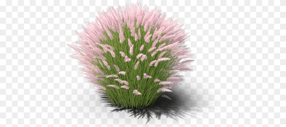 Sweet Grass, Plant, Reed, Vegetation, Flower Png
