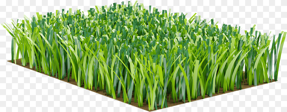 Sweet Grass, Plant, Potted Plant, Vegetation, Lawn Png Image