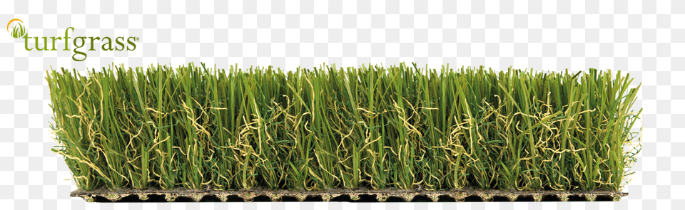 Sweet Grass, Plant, Vegetation, Potted Plant, Lawn Png