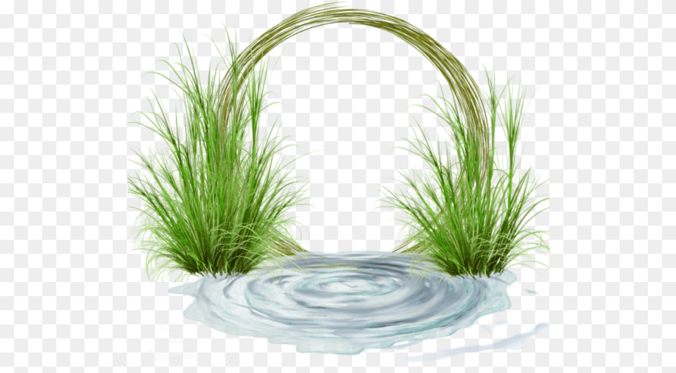 Sweet Grass, Nature, Outdoors, Pond, Water Free Png Download