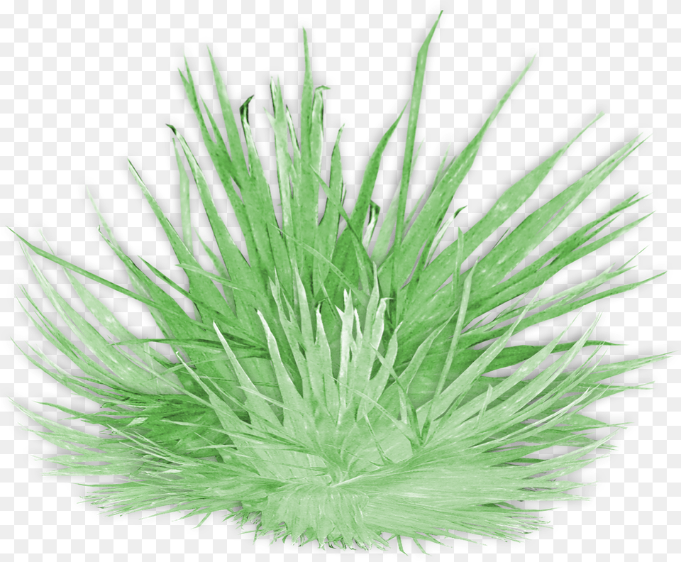 Sweet Grass, Crystal, Plant, Mineral, Quartz Free Png Download