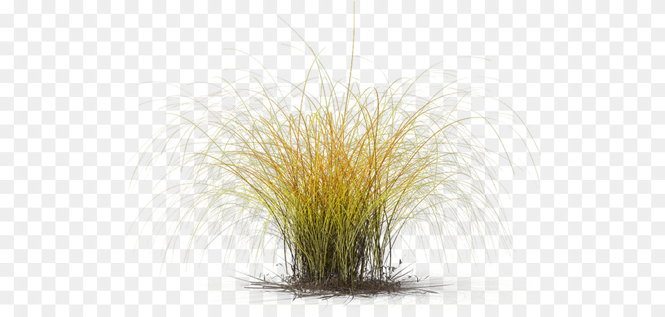 Sweet Grass, Plant, Vegetation, Fireworks Free Transparent Png