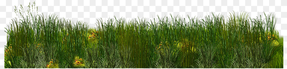 Sweet Grass, Plant, Vegetation, Reed Free Png Download